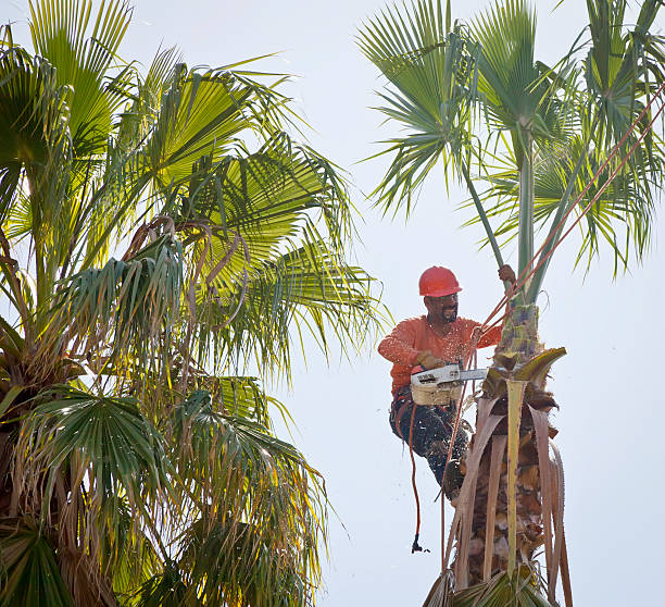 Best Tree and Shrub Care  in USA